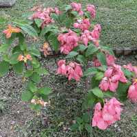 賞花好地方-屯門公園