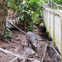 A Weekend Hike in Macritchie Trial 