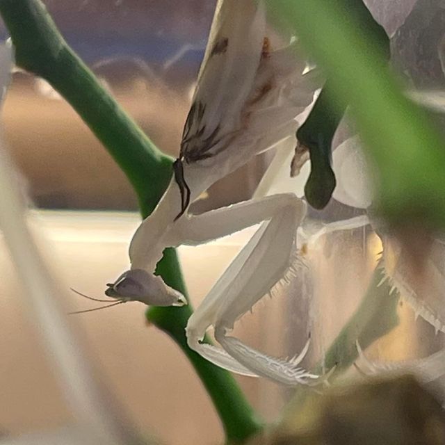 甲蟲🐞王國大冒險‼️小型甲蟲🪲展覽 甲蟲🐞王國大冒險‼️小型甲蟲🪲展覽