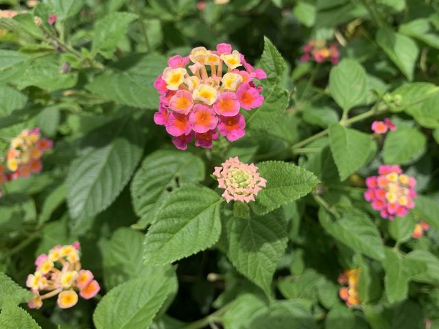 本地遊 | 坐港鐵遊香港 | 金鐘站 | 香港公園｜鬧市賞花好去處