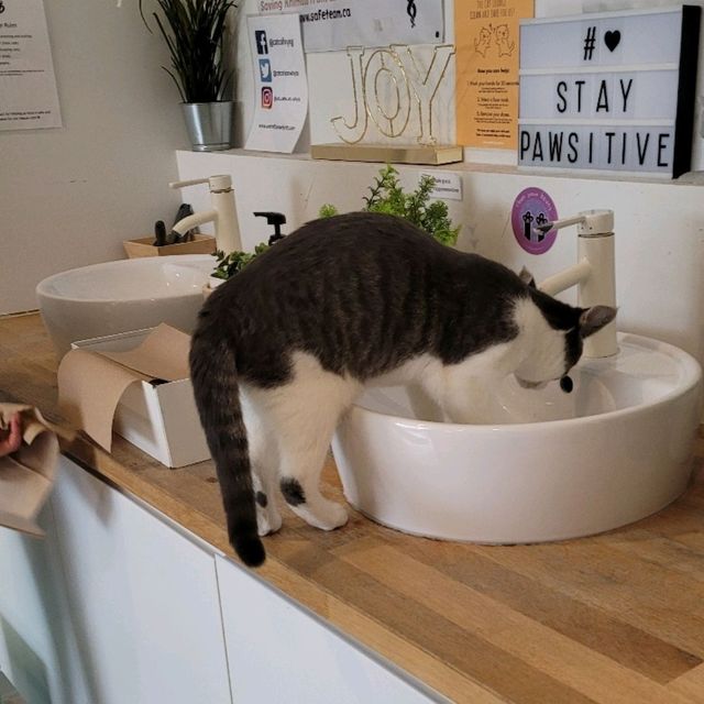 캐나다 고양이 카페 