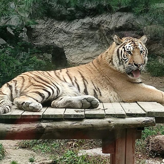 愛寶樂園