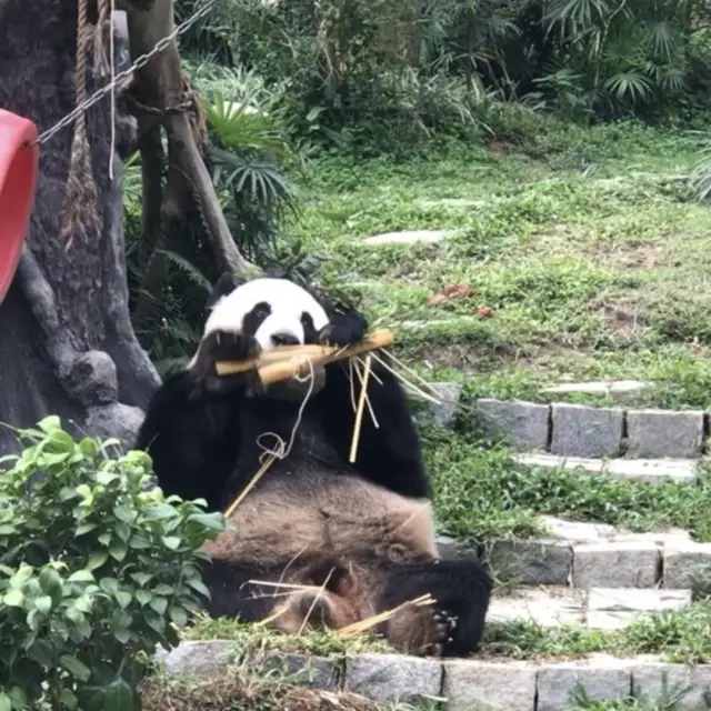 可愛的大熊貓