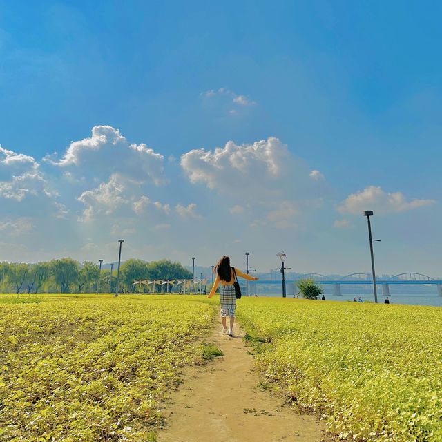 서울 가을 꽃구경 ‘반포한강공원 서래섬’