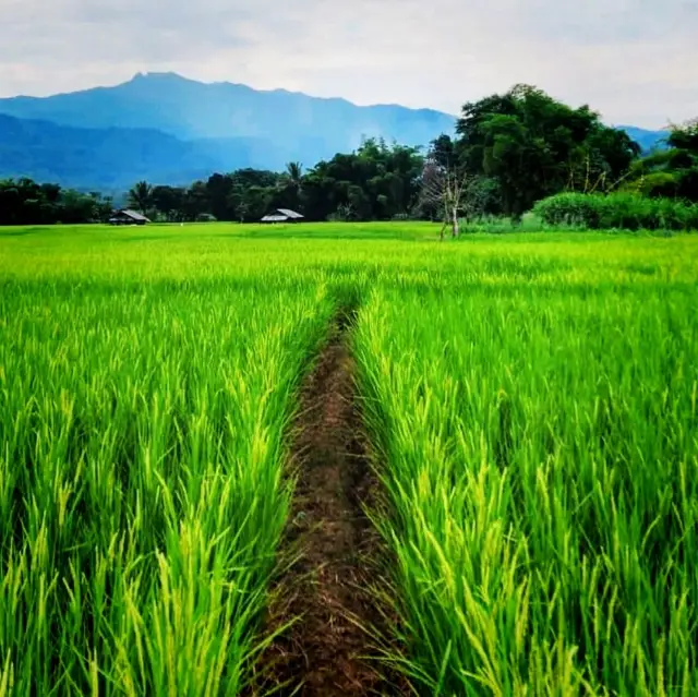 The Beautiful Open Field Of Mae Hong Son