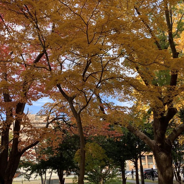 黄金色の道😊北海道大学イチョウ並木