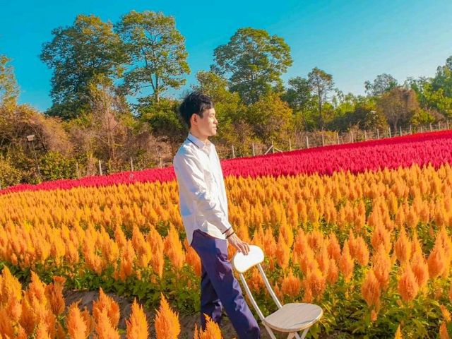 สุวรรณฟาร์ม  ฟาร์มดอกไม้ จ.ร้อยเอ็ด