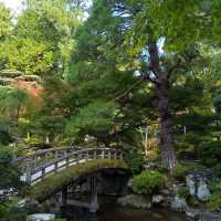 京都御所の御池の鯉