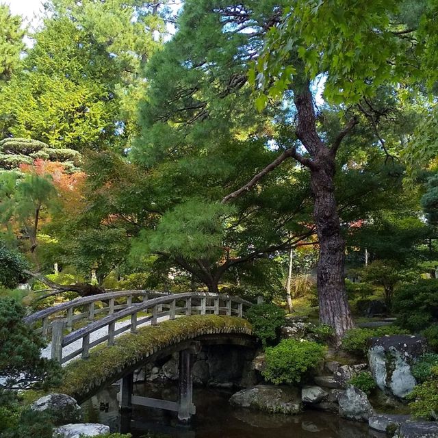 京都御所の御池の鯉