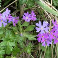 礼文島の花　レブンアツモリソウ