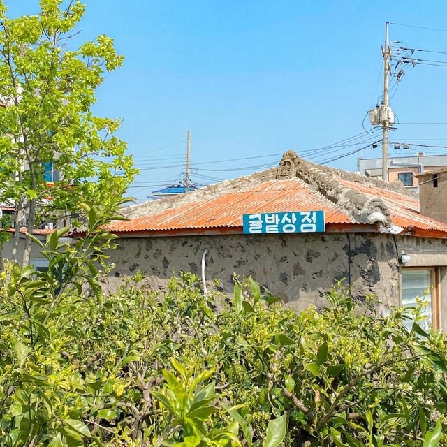 제주갬성하면 귤, 포토존 귤밭상점