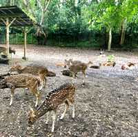 印尼峇里島野生動物園