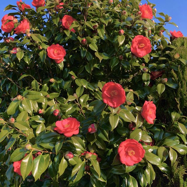 [제주도 여행] 겨울에는 동백꽃 보러🌺