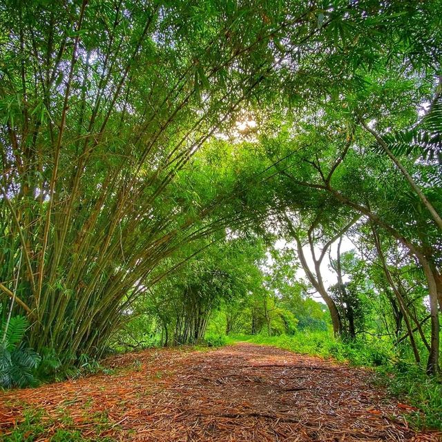 Tampines Eco Green Park