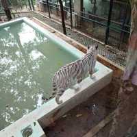 Tiger Kingdom Phuket 