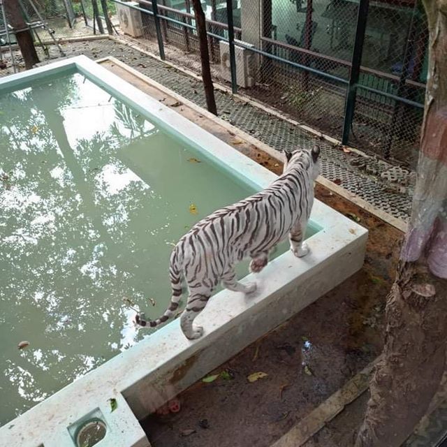 Tiger Kingdom Phuket 