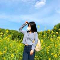 대구에서 유채꽃 감성 느끼기 [두류공원 유채꽃밭]
