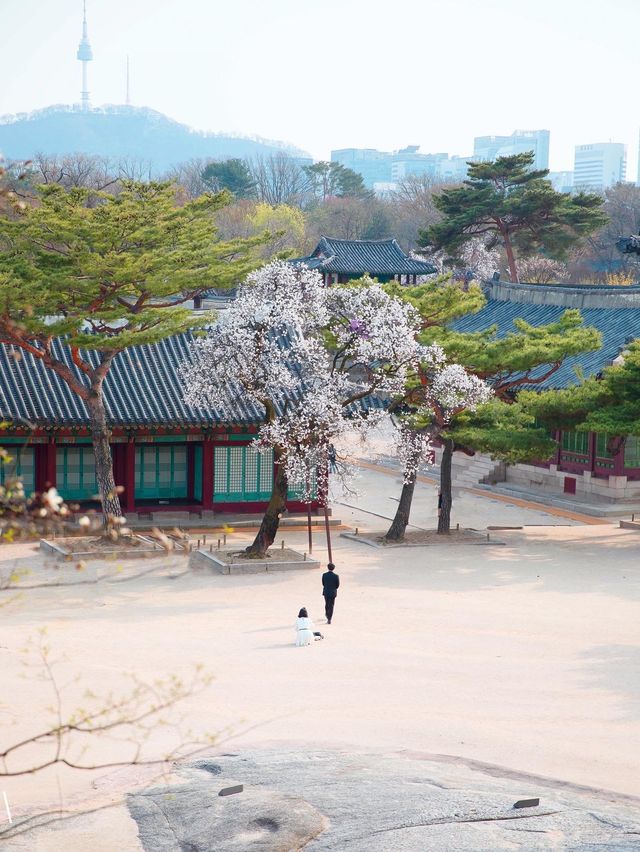  핑크팝콘앞이 주렁주렁 열린 '창덕궁'