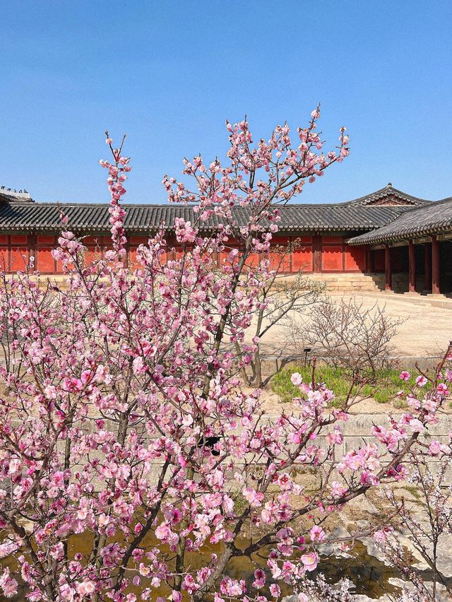 서울도 벚꽃 폈댱🌸