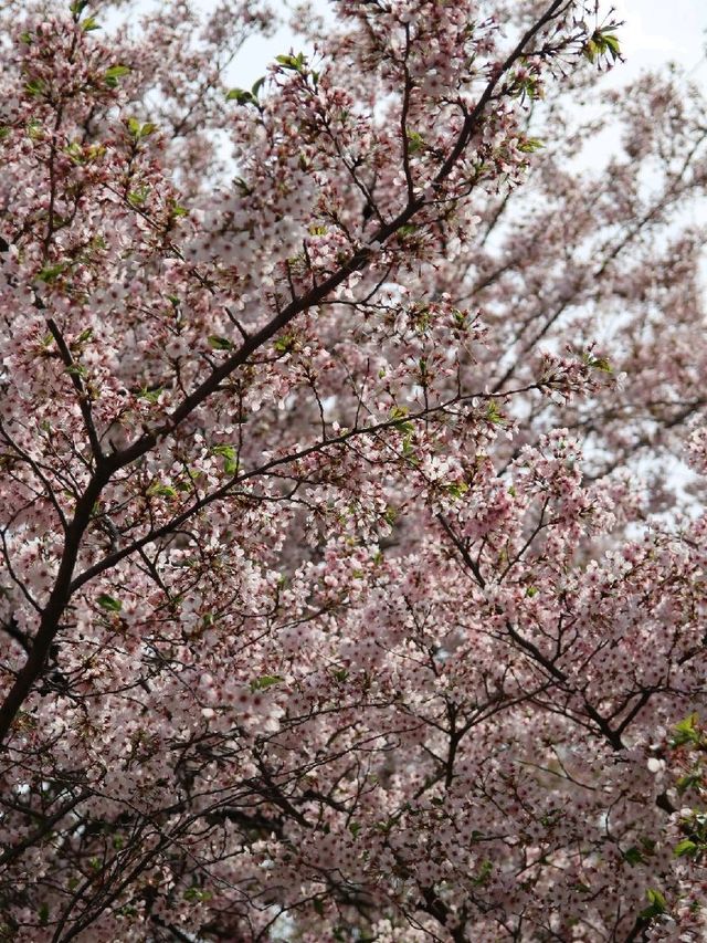 서울 피크닉 장소 추천, 서울숲