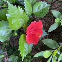 大角咀中式公園賞花｜漸變色橙黃花、烏龜、中式涼亭