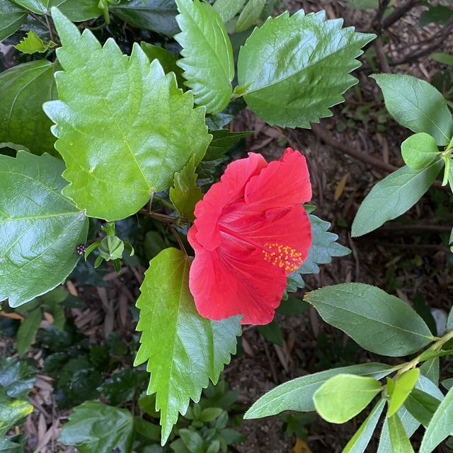 大角咀中式公園賞花｜漸變色橙黃花、烏龜、中式涼亭
