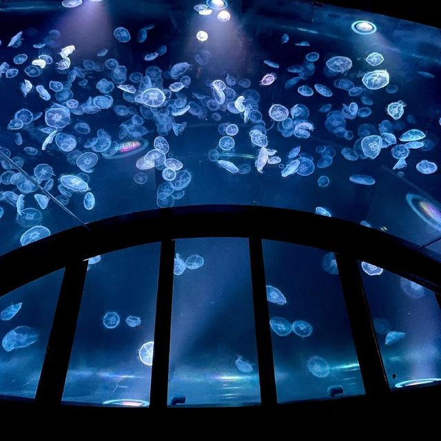 クラゲエリアがリニューアル　すみだ水族館