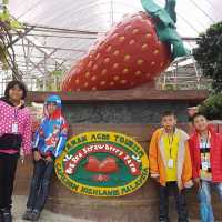 Big-Red Strawberry Farm