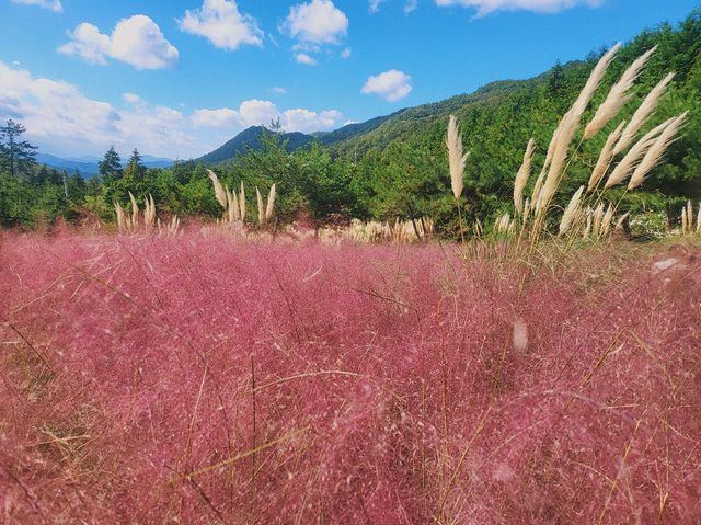 핑크뮬리도 있는 주월산 피크닉 