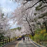 벚꽃맛집 남산🌸