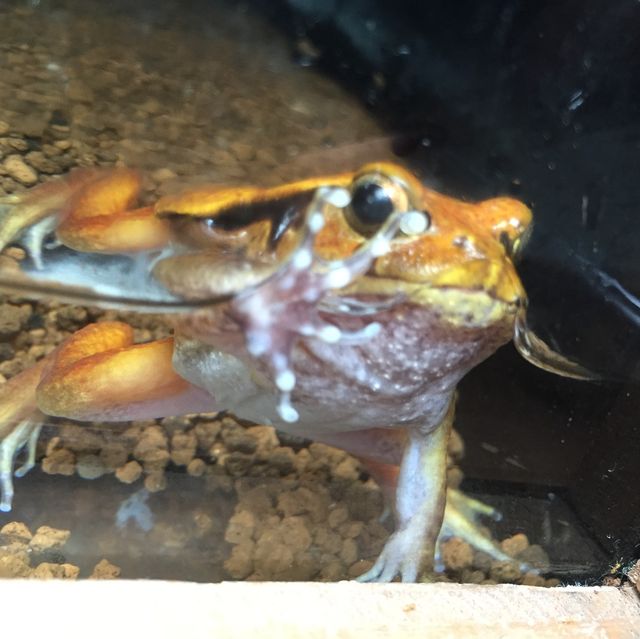 【上野】上野動物園