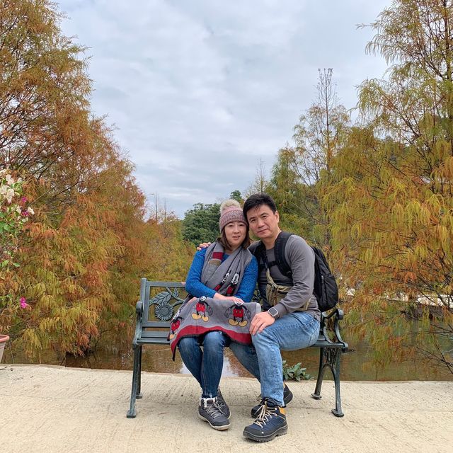 苗栗～三灣落羽松莊園