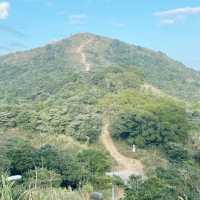 東洋山睇芒草