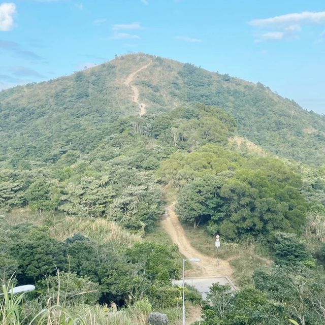 東洋山睇芒草