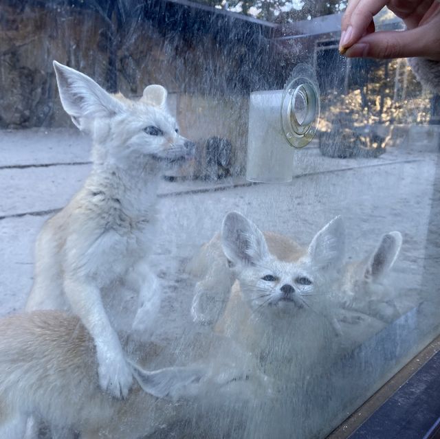 ふれあい動物園『伊豆シャボテン動物公園』