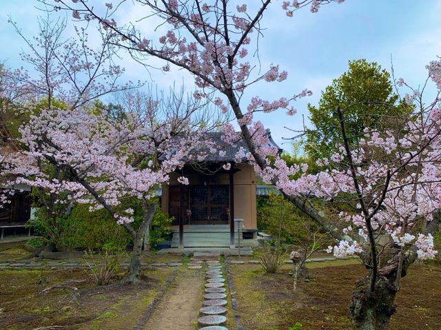 京都　SAKURA 桜めぐり❗️勧修寺の桜に感動❗️
