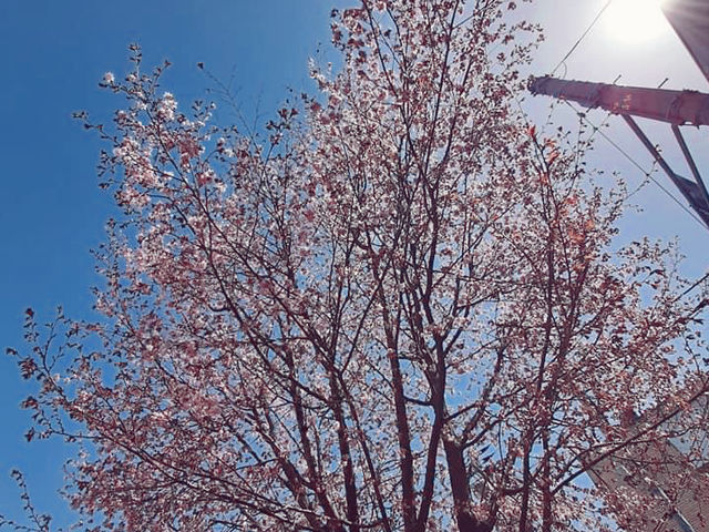 花的季節｜北海道賞花旅