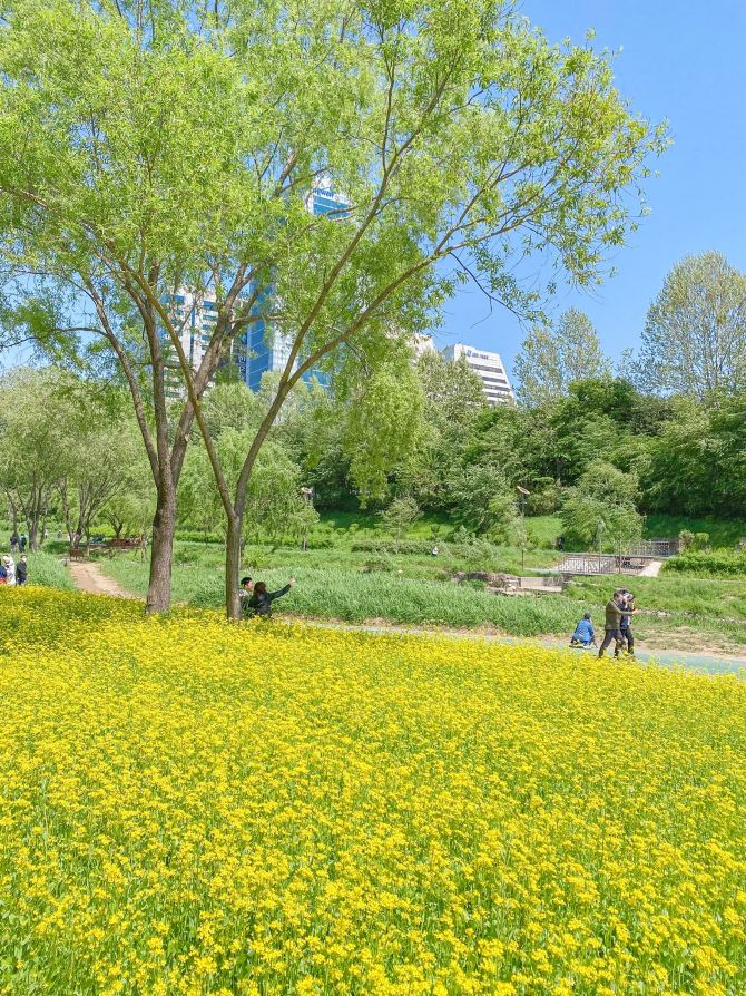 제주감성 가득한 양재천 주말산책💓 | 트립닷컴 서울 트래블로그
