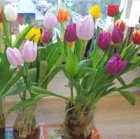 튤립의 나라에서 튤립 축제 가 봤니🌷