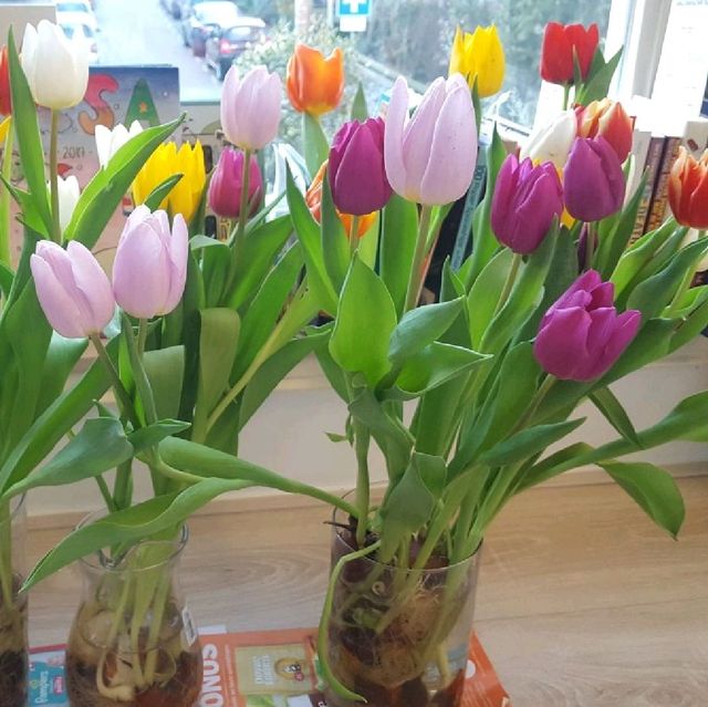 튤립의 나라에서 튤립 축제 가 봤니🌷