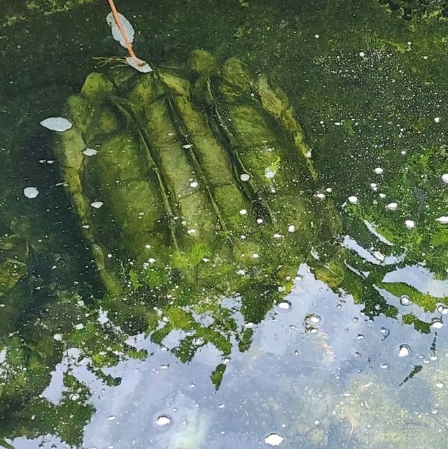 蘭卡威（浮罗交怡）野生动物园！亲近野生动物的好机会！！