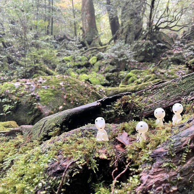 もののけ姫の舞台　苔むす森へ