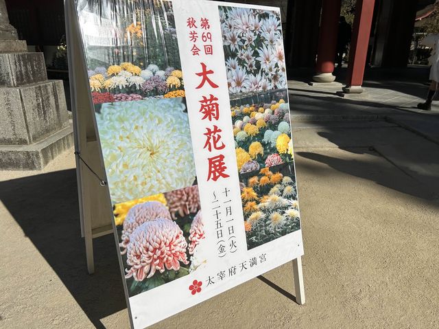 【太宰府天満宮】大菊華展🪷