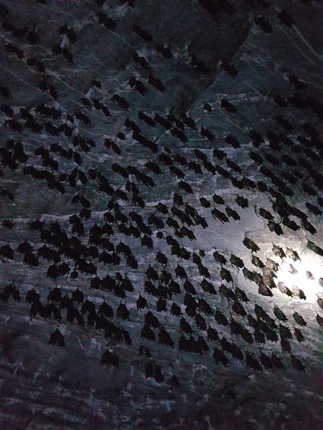 Bat cave Langkawi 🦇✨