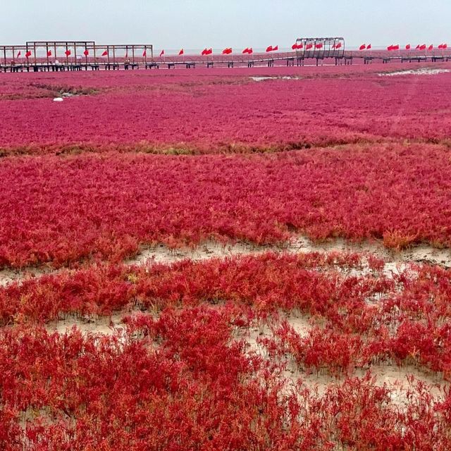 Red Beach in Panjin - China