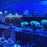 Aquarium Cuter