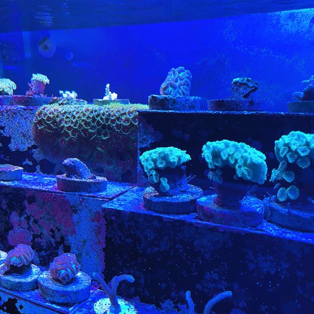 Aquarium Cuter