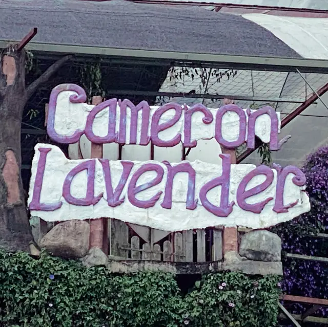 Wonderful smell of Cameron Lavender