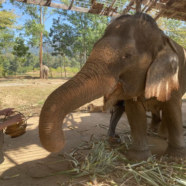 Koh Chang - Elephant island 🦣