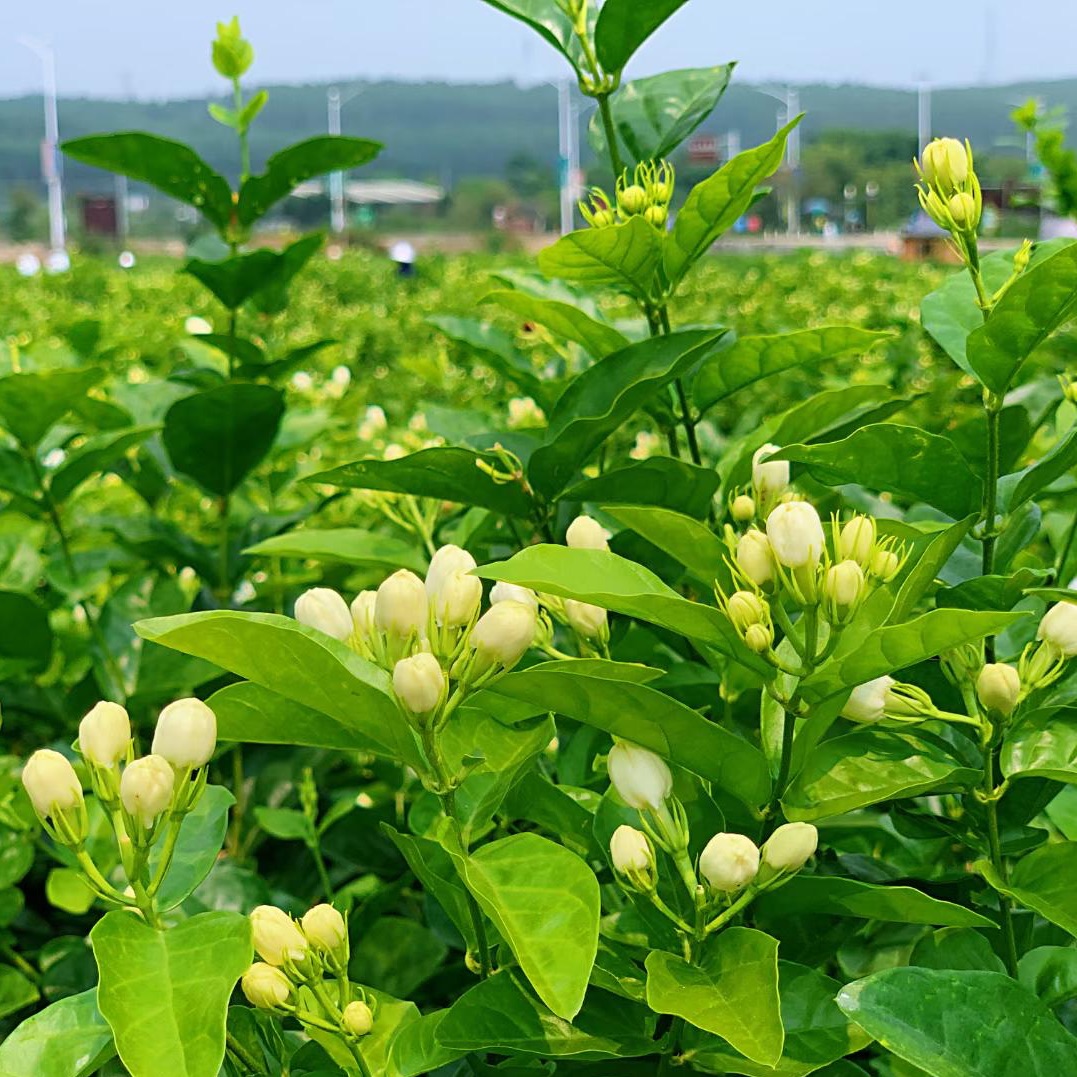 Nanning, Guangxi: Chinese Jasmine Garden